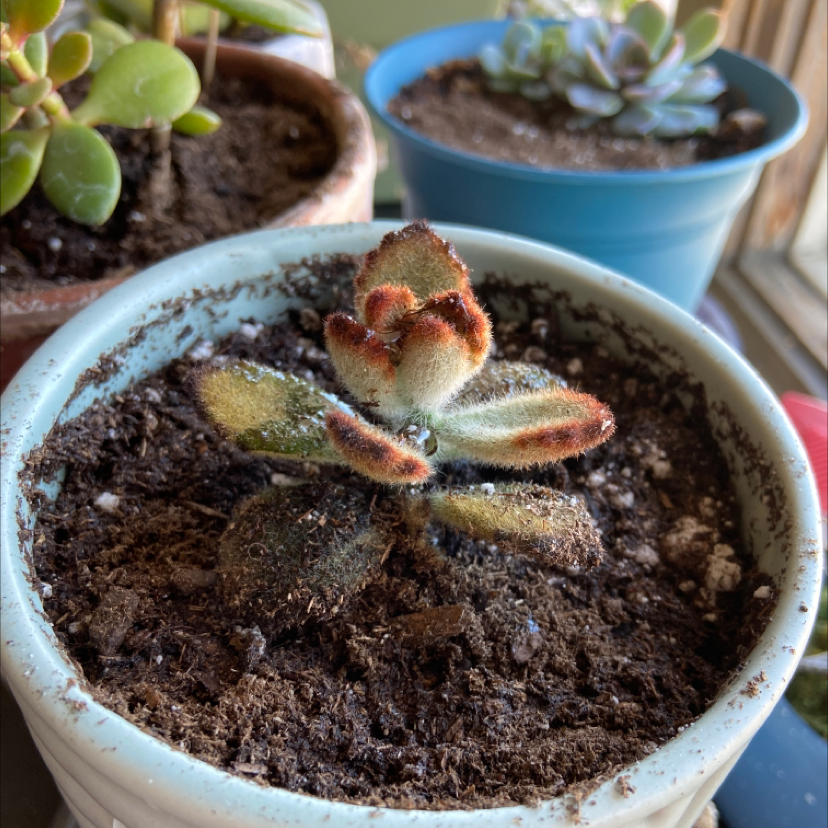 Panda Plant (Kalanchoe tomentosa) in a pot with visible soil and fuzzy leaves with brown edges.