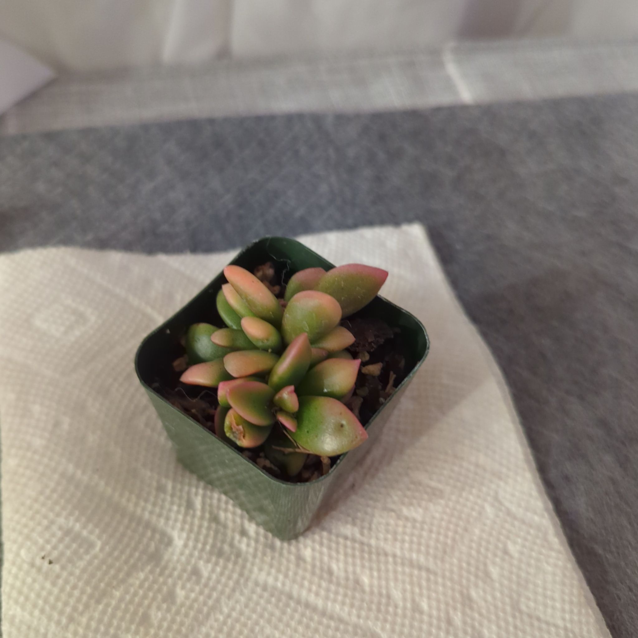 Anacampseros telephiastrum 'Variegata' succulent in a green pot on a paper towel.