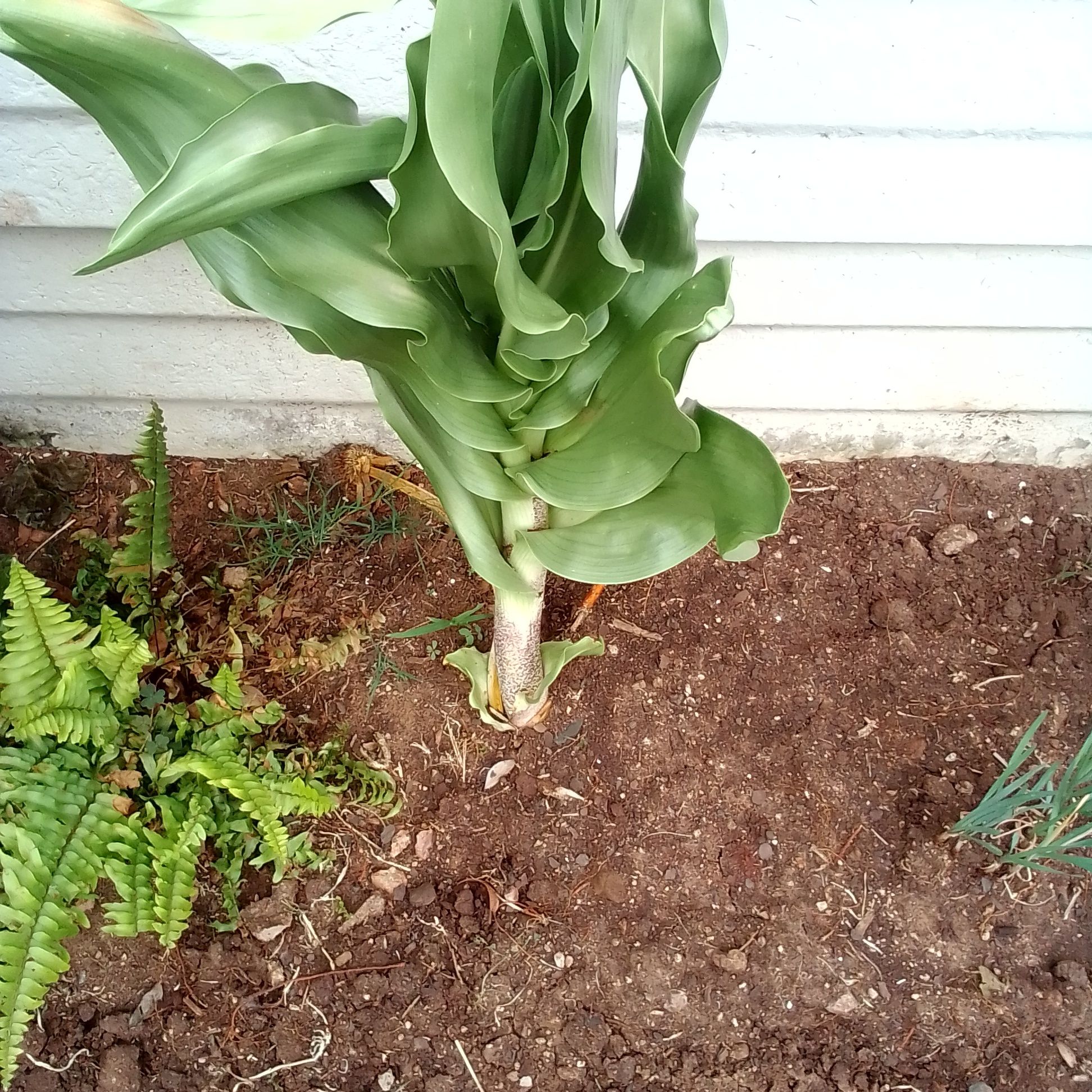 Katherine Blood-Lily plant with broad green leaves growing in soil, with a fern visible to the left.
