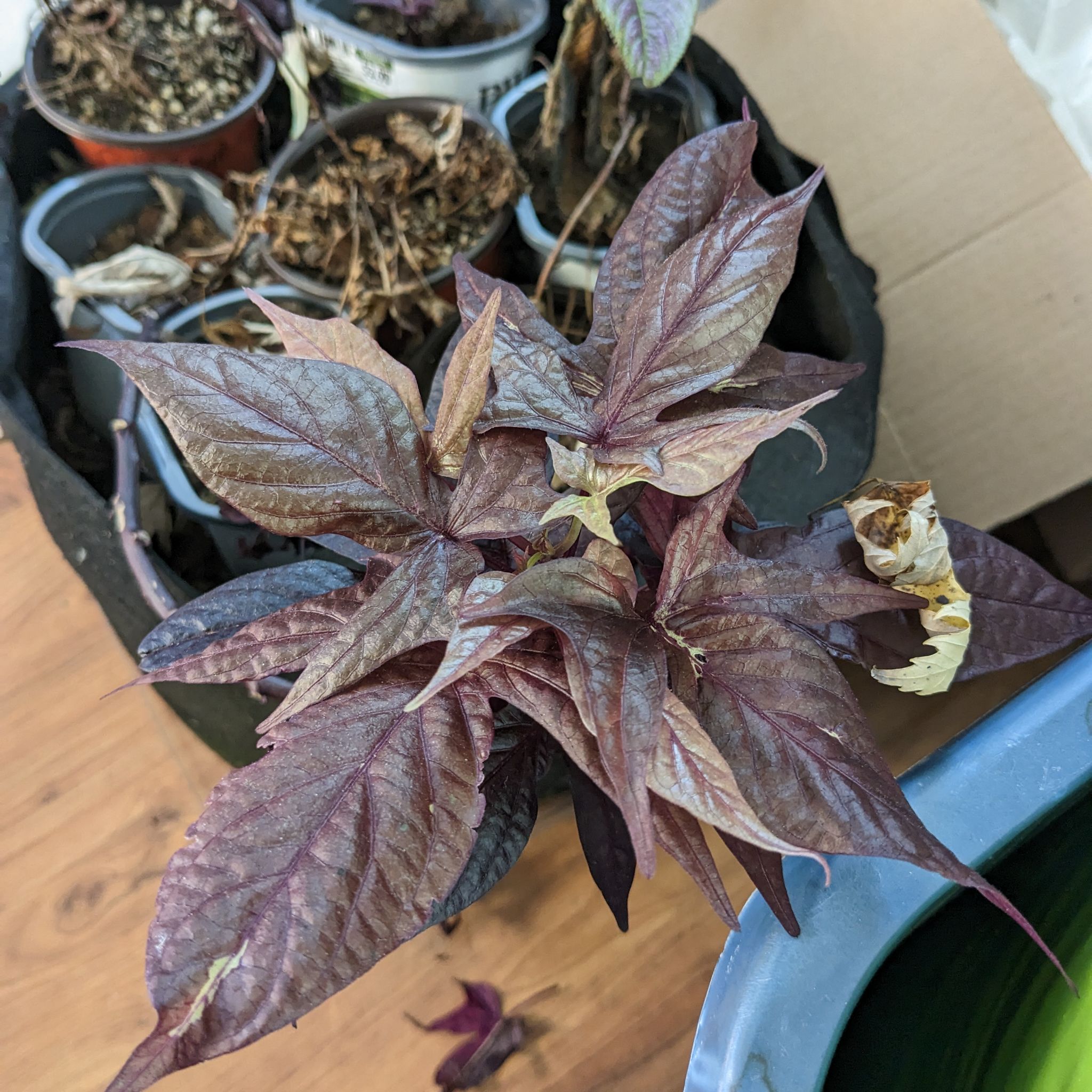 Photo of the plant species Black Sweet Potato Vine by @ZarfMint named Long Purp on Greg, the plant care app