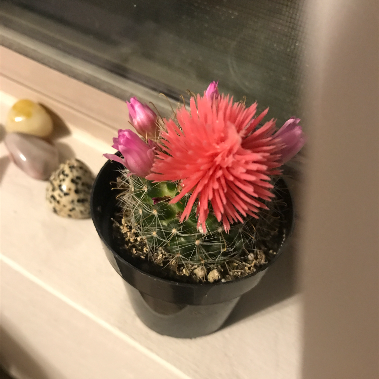 Arizona Rainbow Cactus with a vibrant pink flower in a black pot on a windowsill.