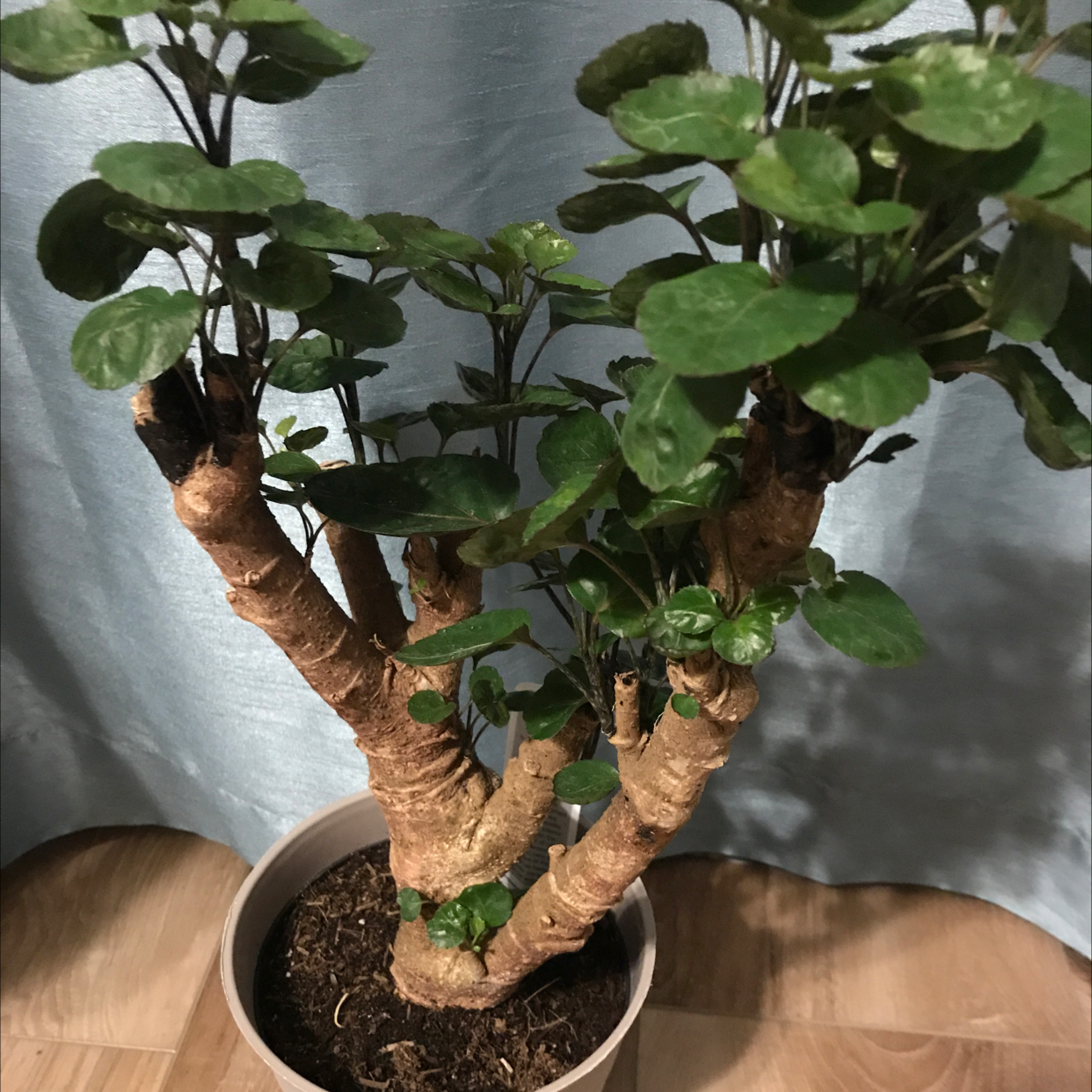 Fabian Aralia plant in a pot with green leaves and visible soil.