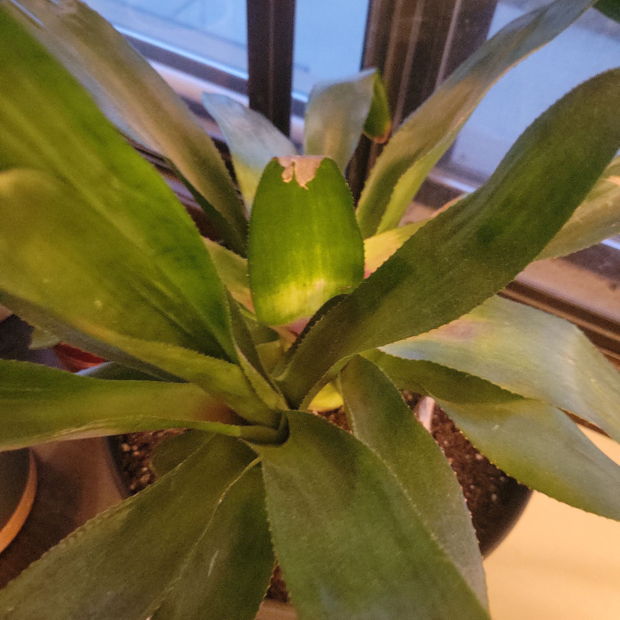 Photo of the plant species Nidularium innocentii by @FastSeagrape named Spike on Greg, the plant care app
