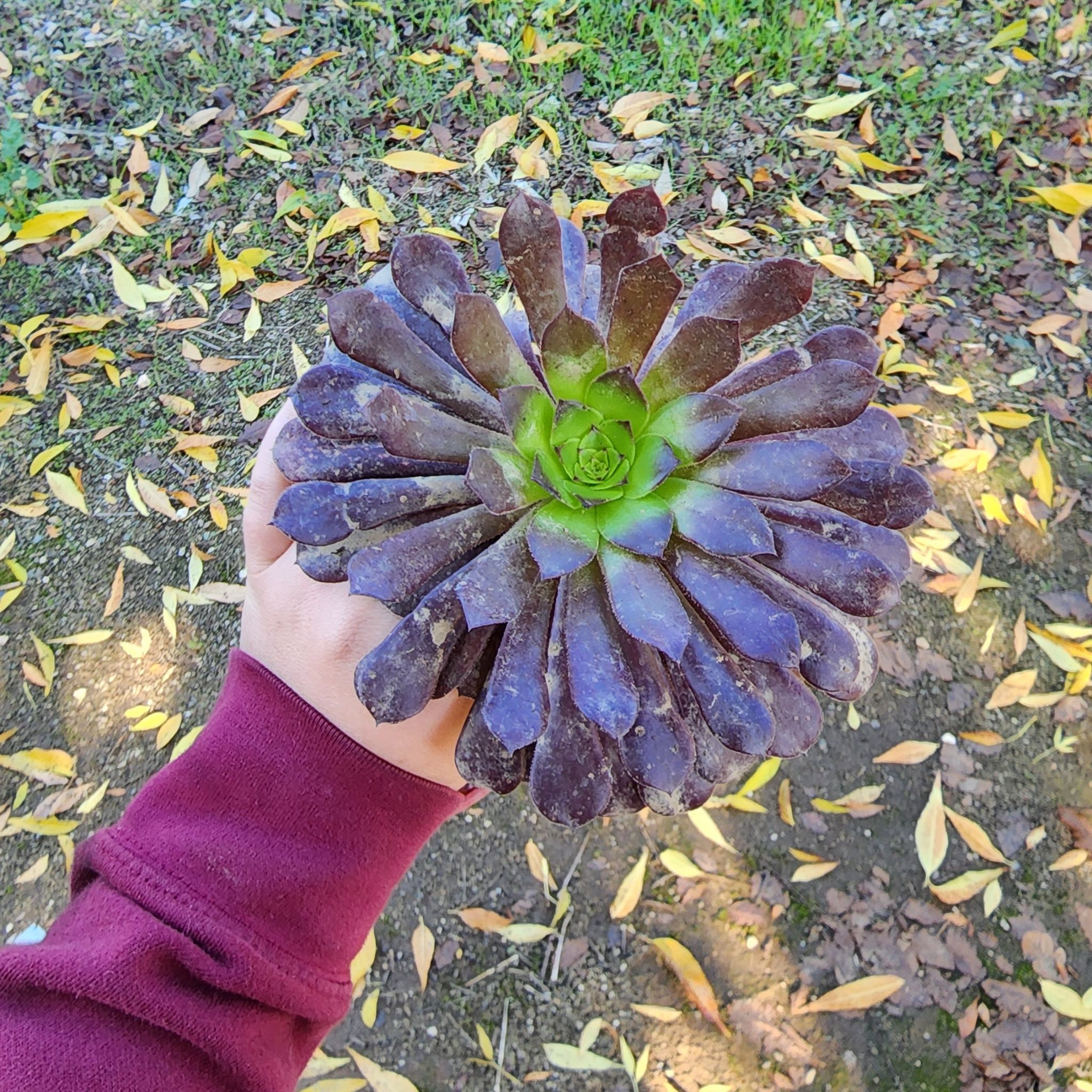 Aeonium arboreum 'Zwartkop' plant held by a hand, with dark purple leaves and a green center.