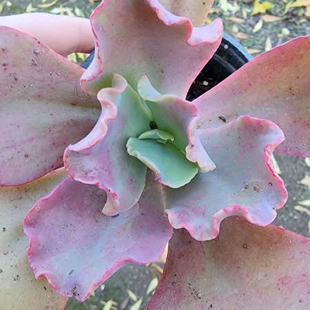 Photo of the plant species Blue Waves Echeveria by @ashliehope named Tilly on Greg, the plant care app