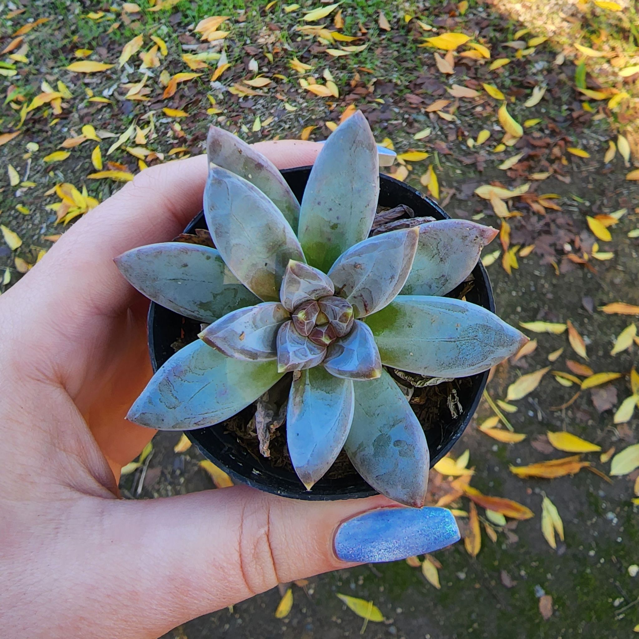 Photo of the plant species Little Jewel by @ashliehope named Jewlie on Greg, the plant care app