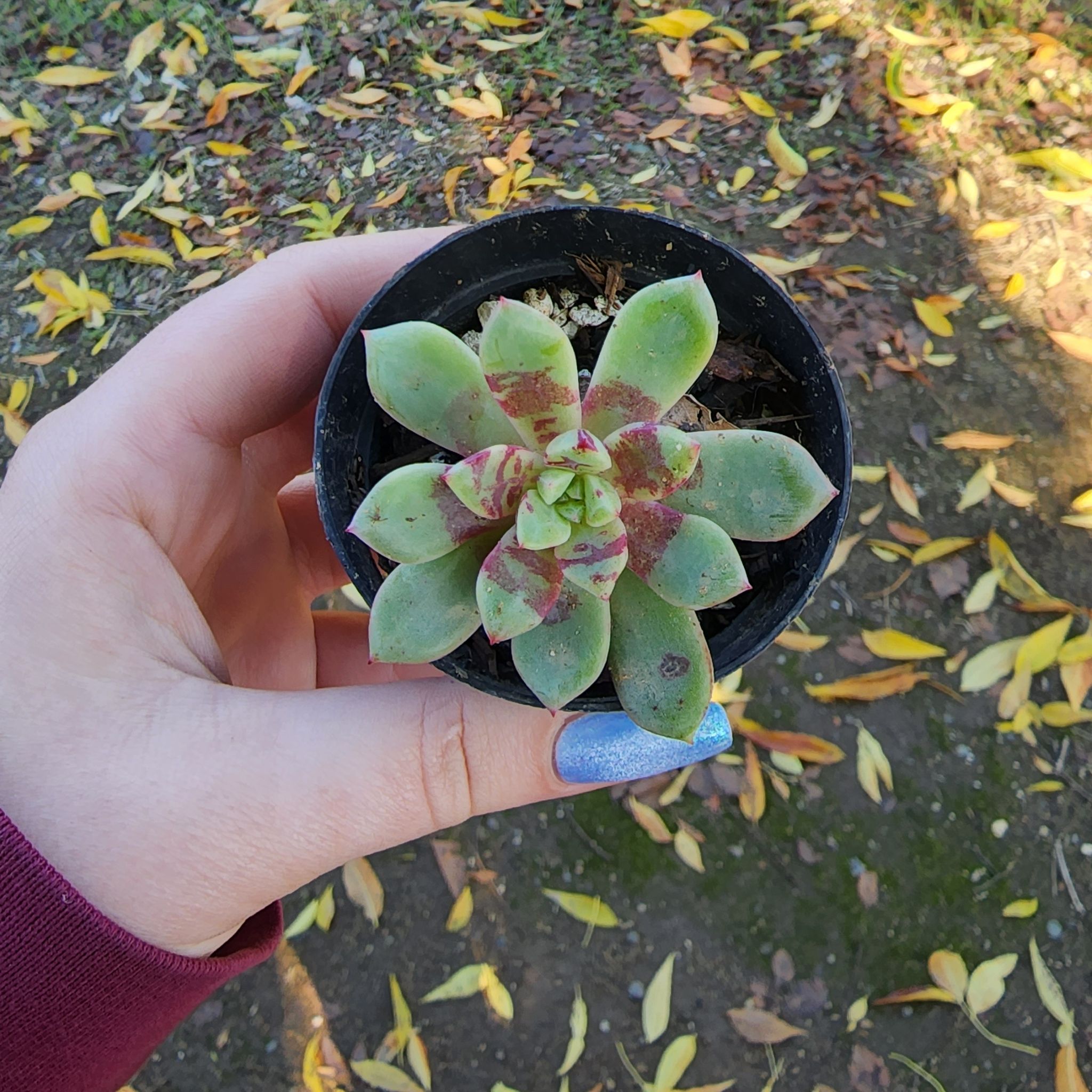 Photo of the plant species Echo Echeveria by @ashliehope named Cera on Greg, the plant care app