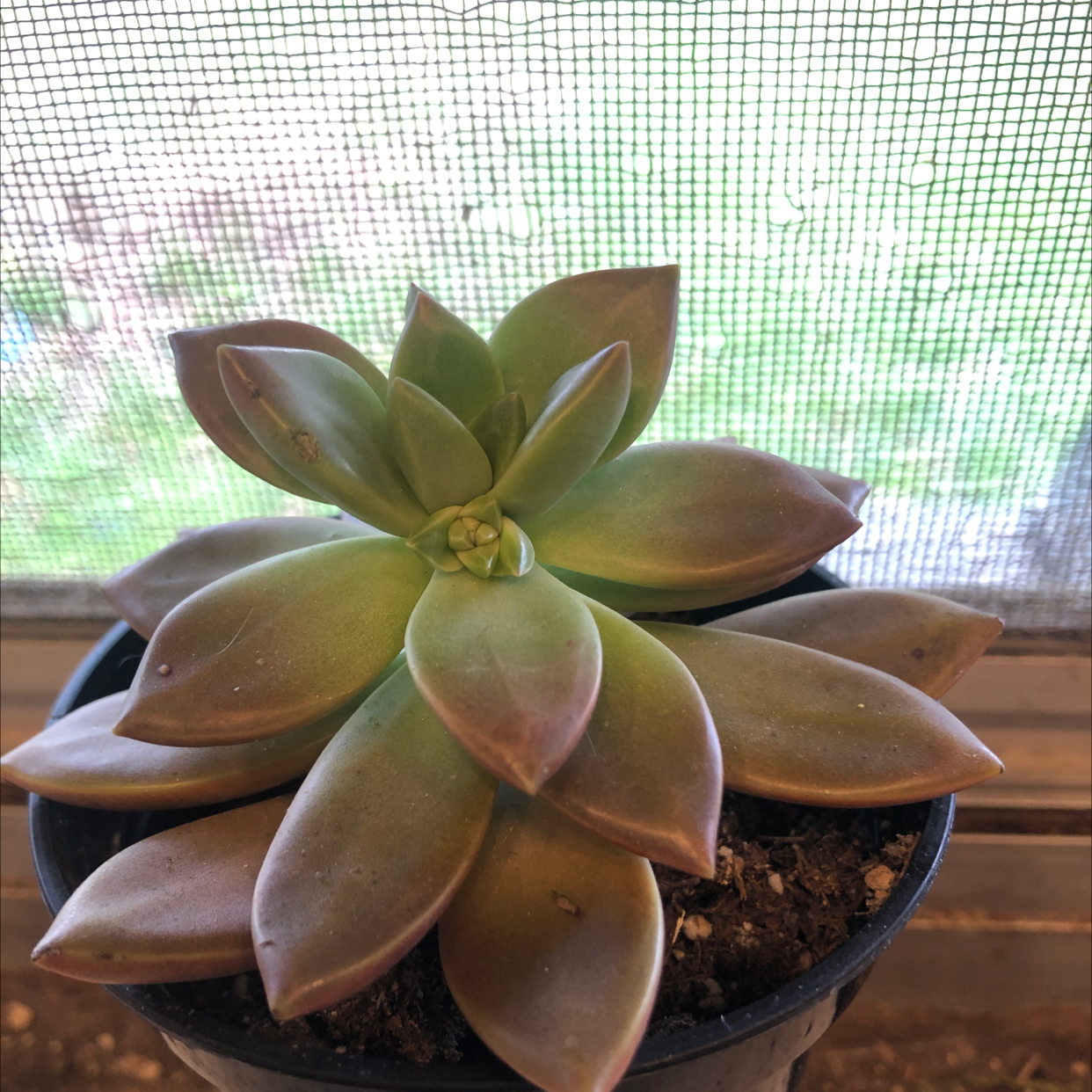 Graptosedum 'California Sunset' succulent in a small pot, healthy with fleshy leaves.