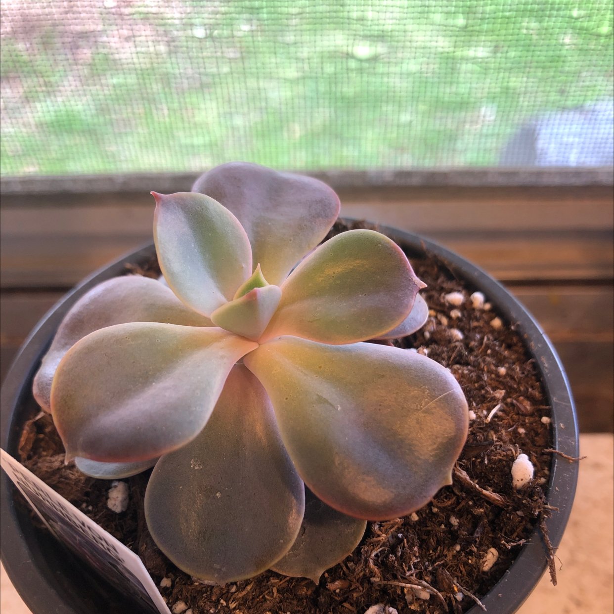 Potted Echeveria 'Perle von Nurnberg' succulent, healthy with visible soil.