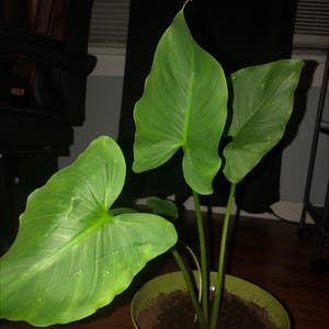 Calla Lily plant photo by @Destinyyyy named Lily on Greg, the plant care app.