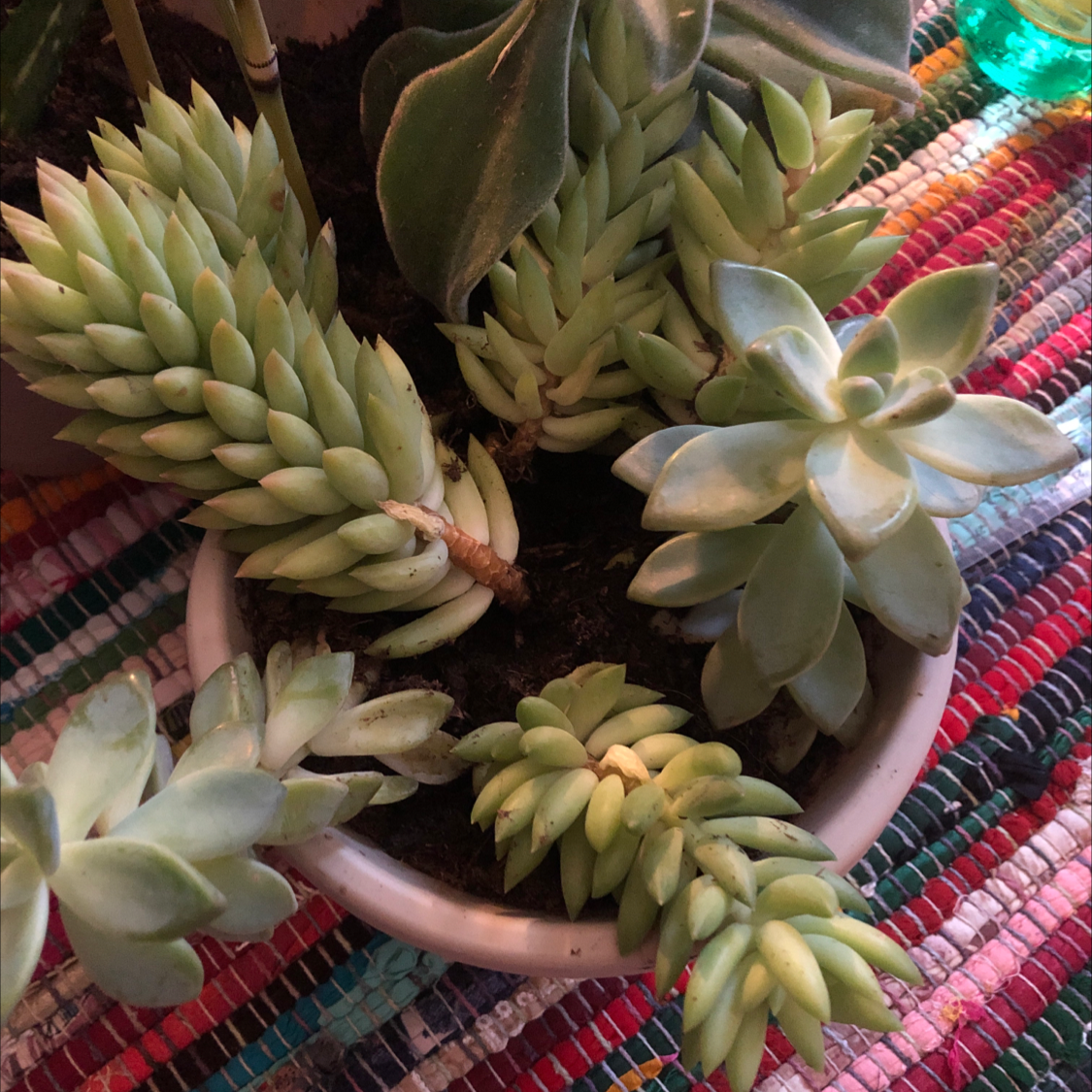 Ghost Plant plant photo by @Destinyyyy named Monica on Greg, the plant care app.