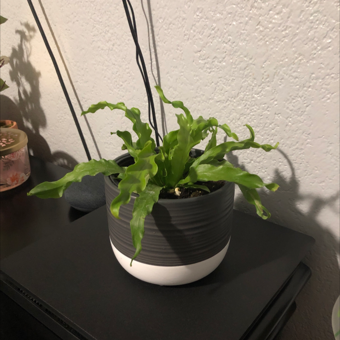 Bird's Nest Fern plant photo by @Destinyyyy named Megara on Greg, the plant care app.