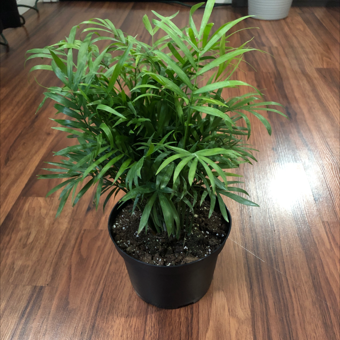 Parlour Palm plant photo by @Destinyyyy named Daisy on Greg, the plant care app.