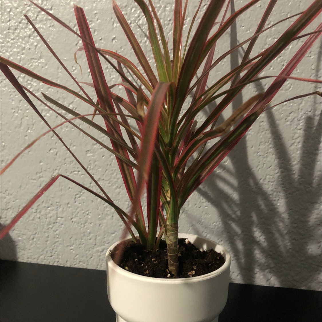 Dragon Tree plant photo by @Destinyyyy named Nala on Greg, the plant care app.