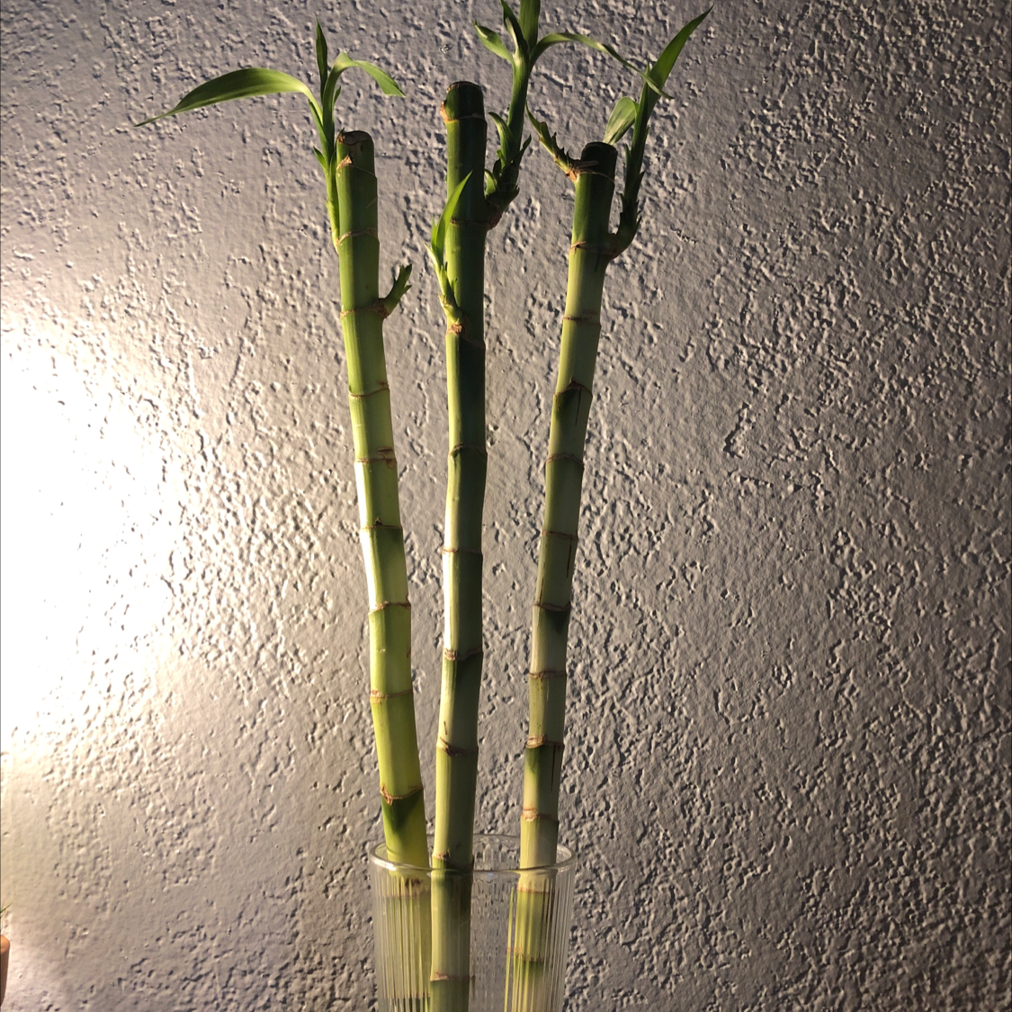 Lucky Bamboo plant photo by @Destinyyyy named Hydra on Greg, the plant care app.