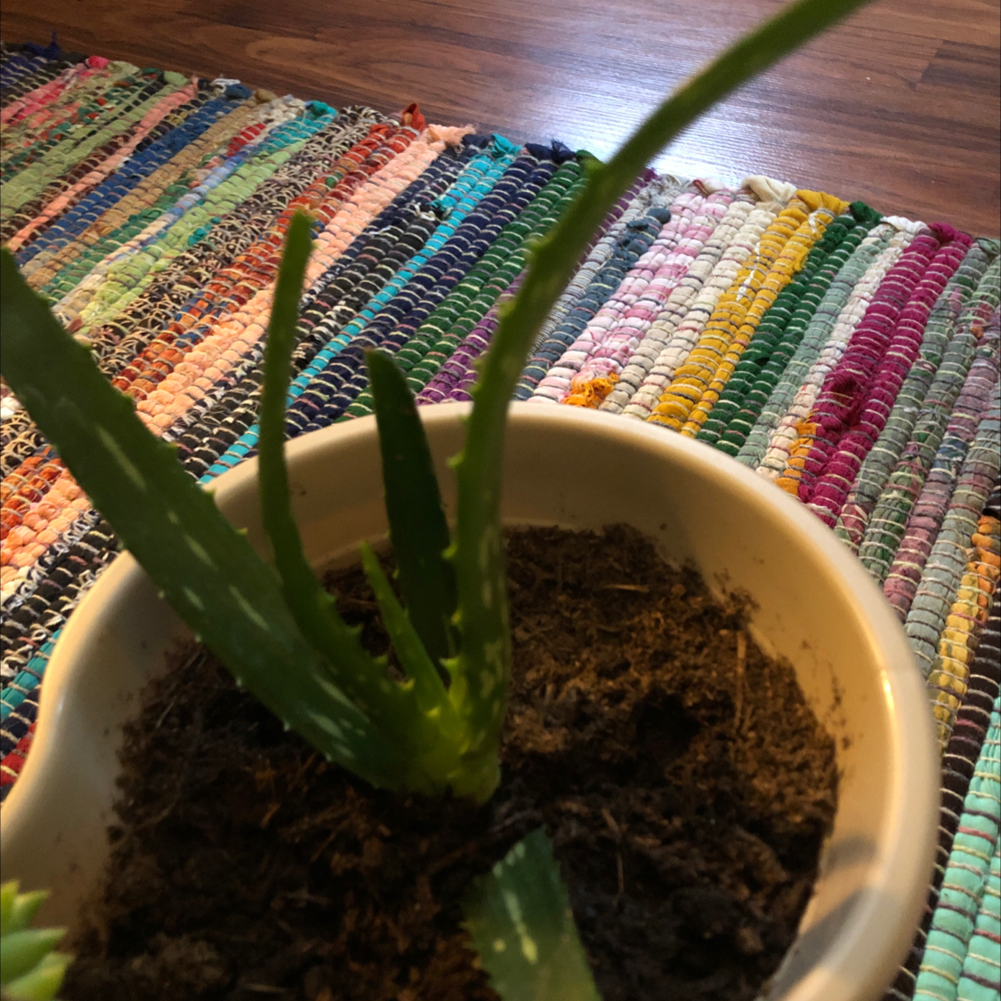 Aloe vera plant photo by @Destinyyyy named Violet on Greg, the plant care app.