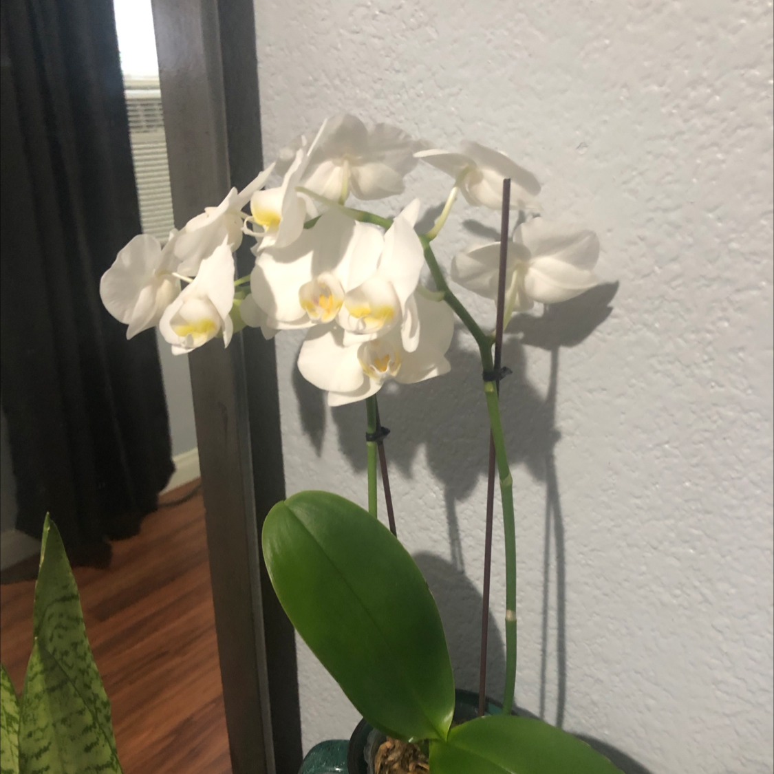 Phalaenopsis Orchid plant photo by @Destinyyyy named Belle on Greg, the plant care app.