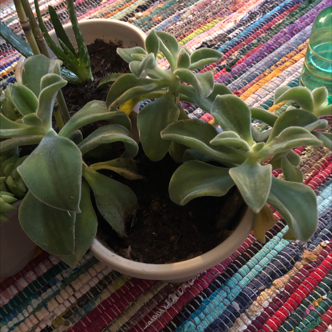 Ghost Plant plant photo by @Destinyyyy named Agatha on Greg, the plant care app.