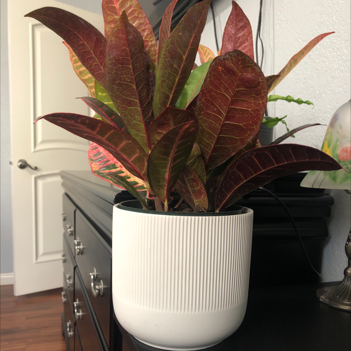 Gold Dust Croton plant photo by @Destinyyyy named Laila on Greg, the plant care app.
