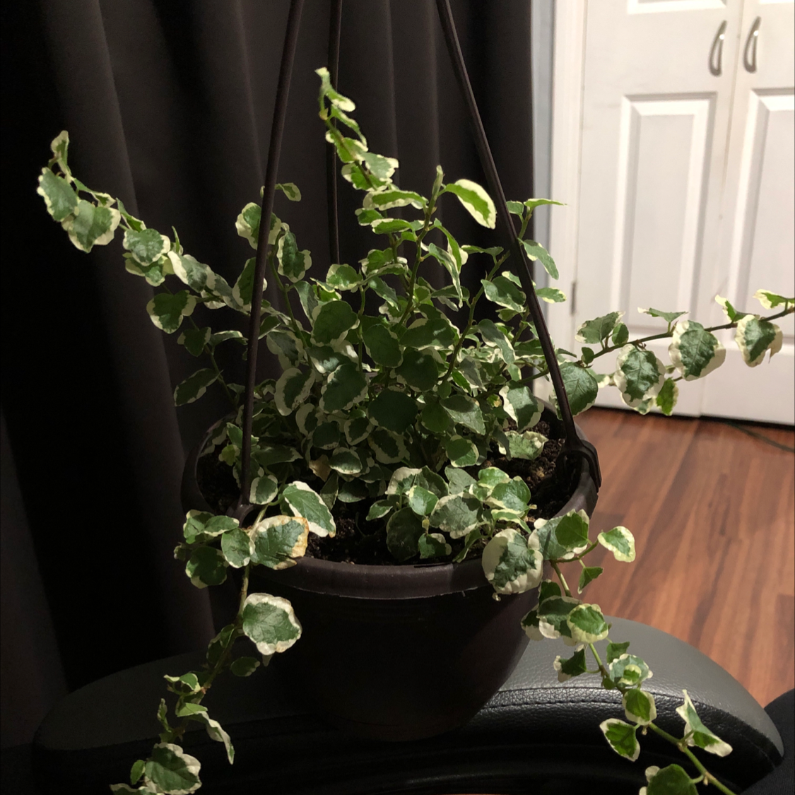 Bellus plant photo by @Destinyyyy named Hazel on Greg, the plant care app.