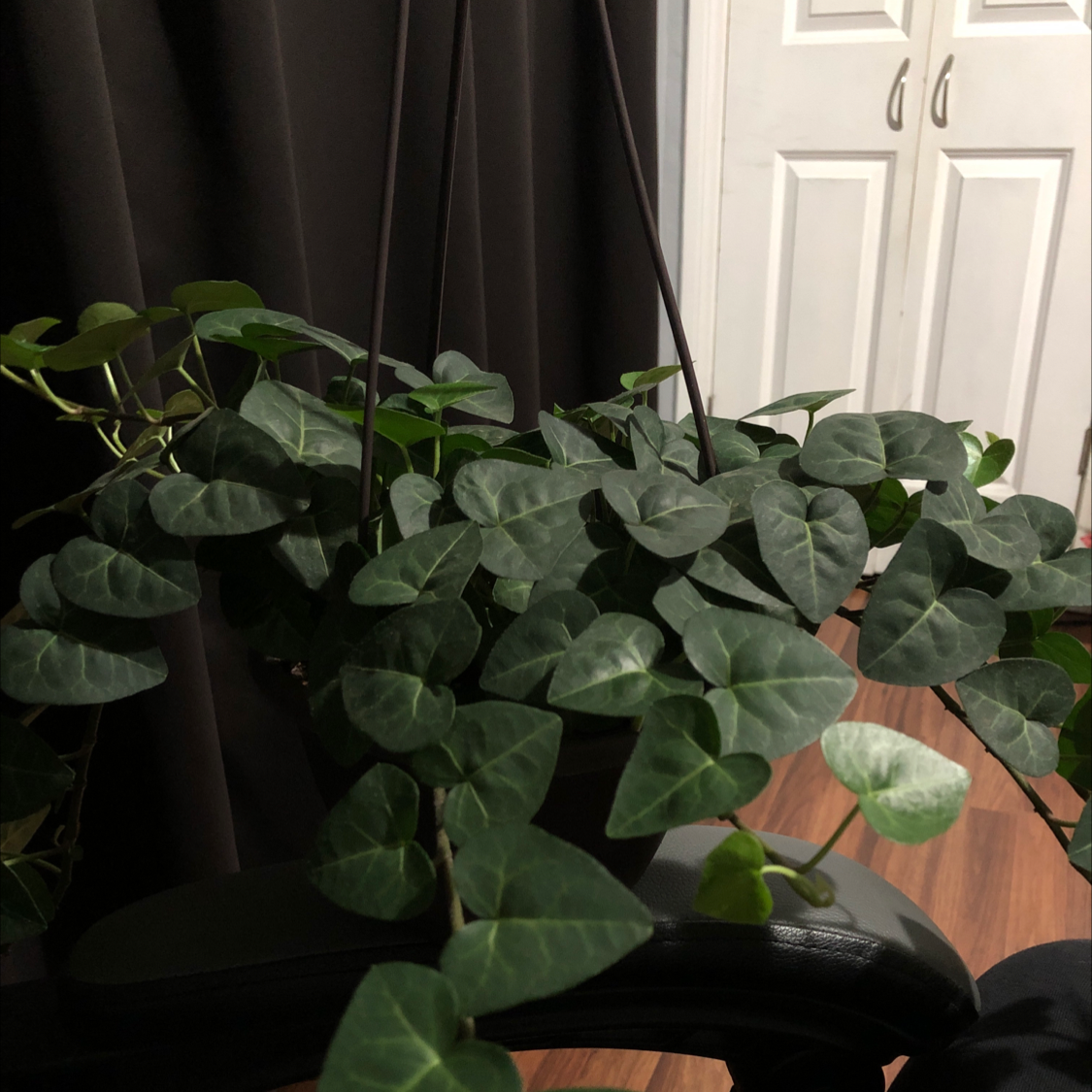 English Ivy plant photo by @Destinyyyy named Lana on Greg, the plant care app.