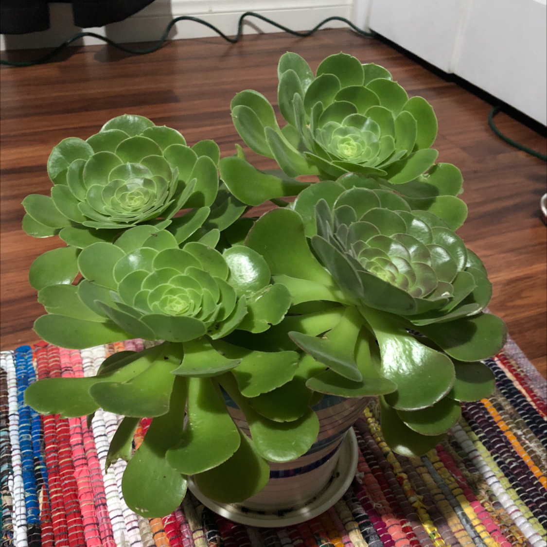 Aeonium Arboreum plant photo by @Destinyyyy named Elsa on Greg, the plant care app.