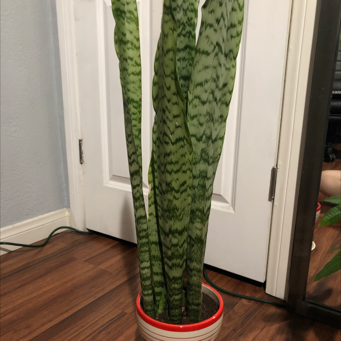 Snake Plant plant photo by @Destinyyyy named Wendy on Greg, the plant care app.