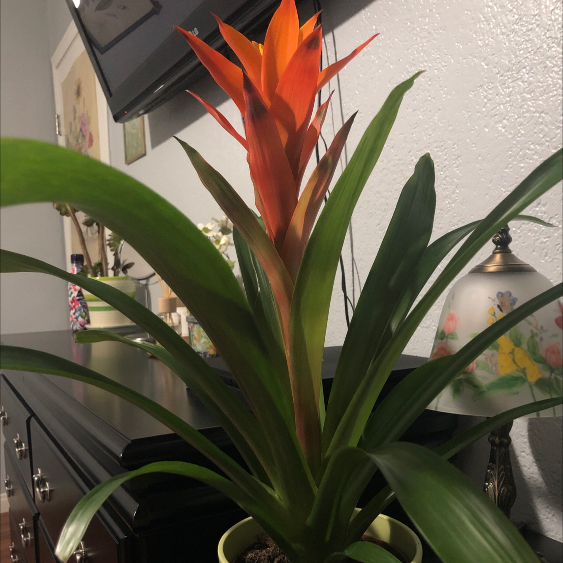 Droophead Tufted Airplant plant photo by @Destinyyyy named Mar-Vell on Greg, the plant care app.