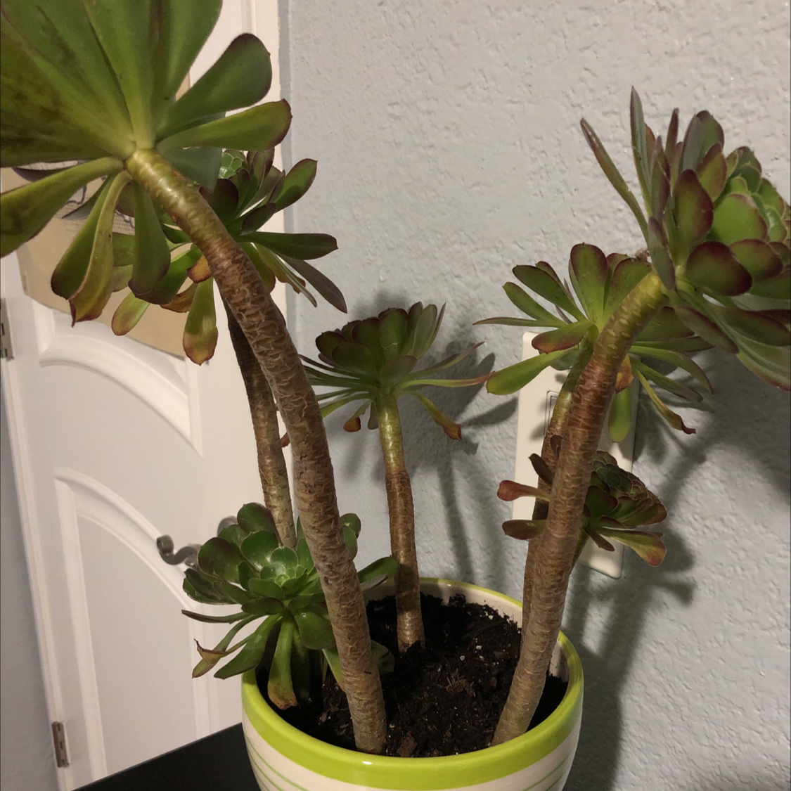 Aeonium Arboreum plant photo by @Destinyyyy named Sally on Greg, the plant care app.