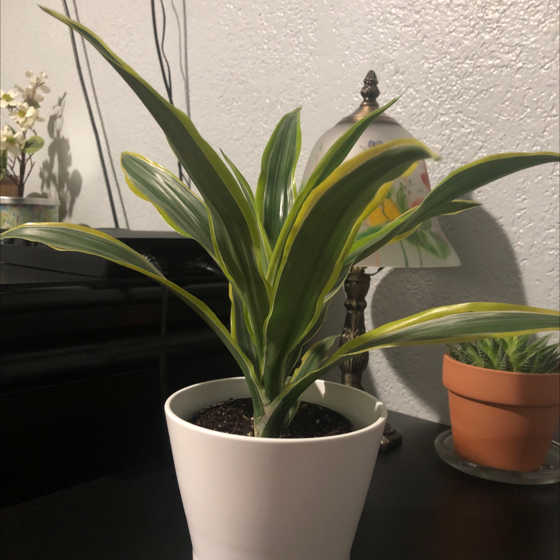 Cornstalk Dracaena plant photo by @Destinyyyy named Darcy on Greg, the plant care app.