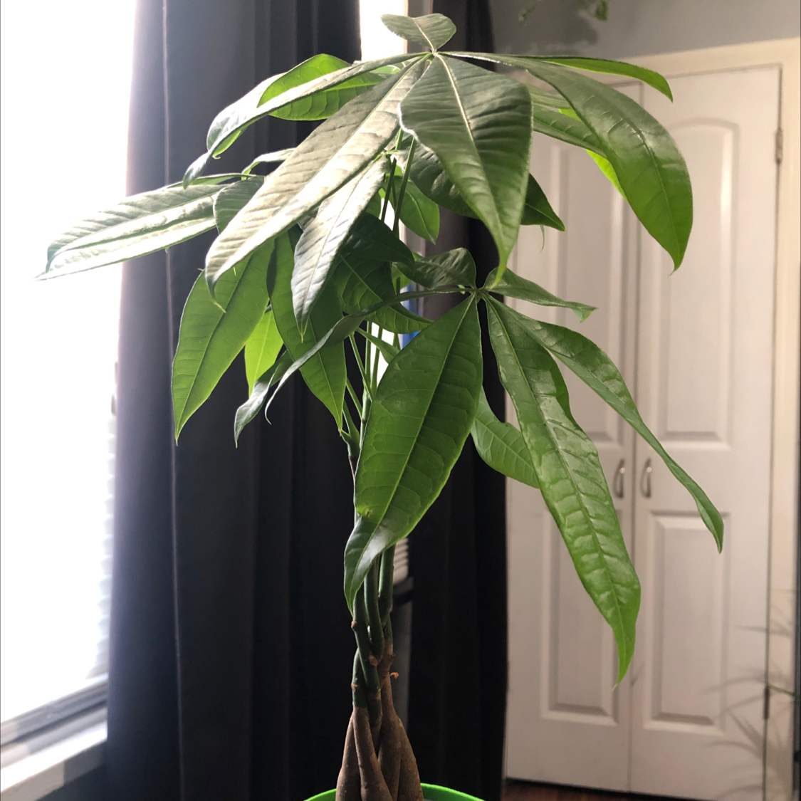 Money Tree plant photo by @Destinyyyy named Jane on Greg, the plant care app.
