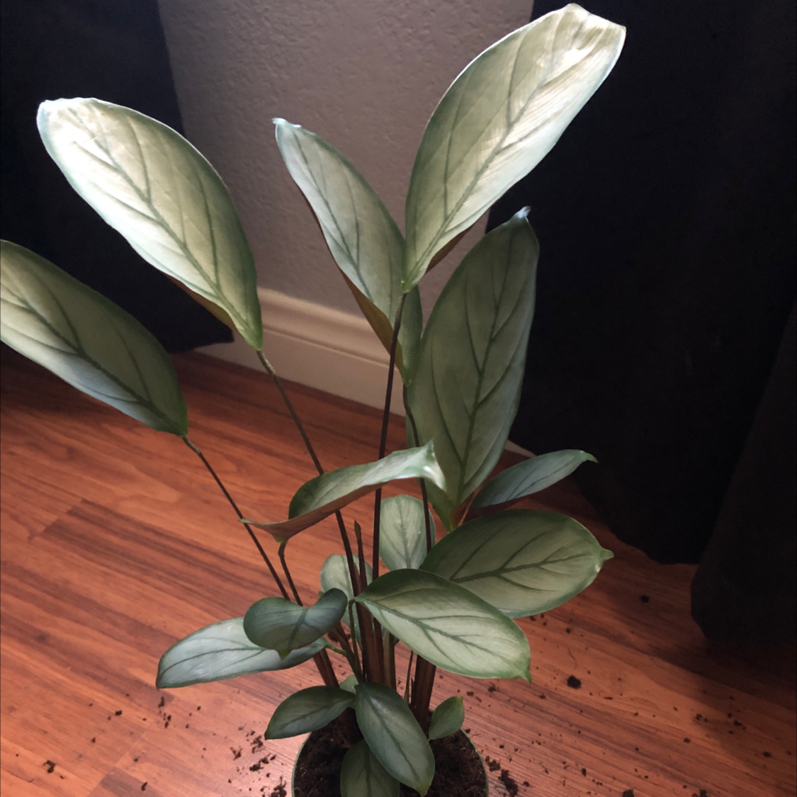 Never Never Ctenanthe plant photo by @Destinyyyy named Iris on Greg, the plant care app.