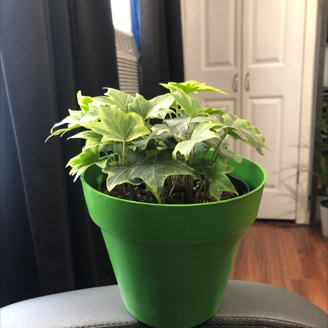 English Ivy plant photo by @Destinyyyy named Eve on Greg, the plant care app.