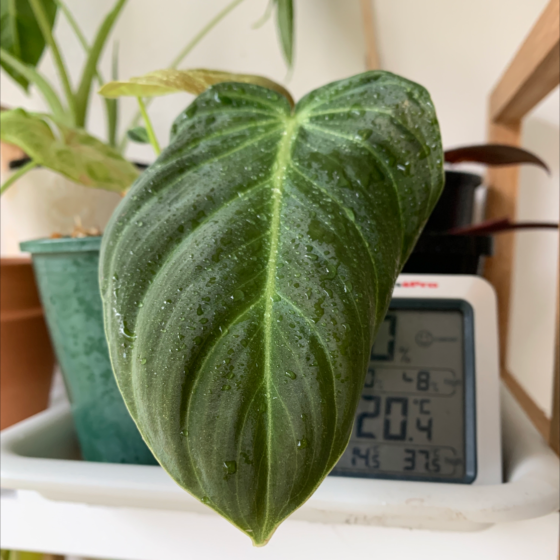 Photo of the plant species Philodendron Melanochrysum by @Jojolim731 named Philodendron melanochrysum on Greg, the plant care app