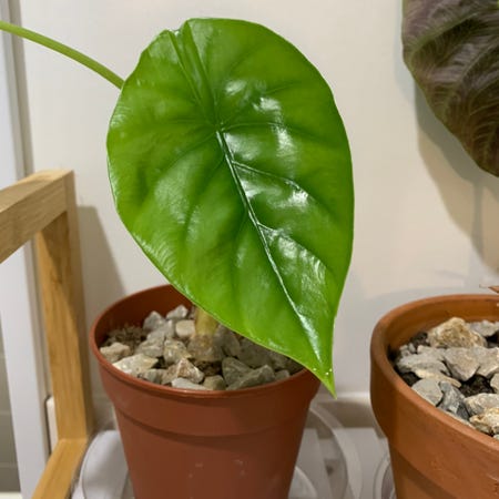 Photo of the plant species Alocasia Green Shield by @Jojolim731 named Green shield Alocasia on Greg, the plant care app