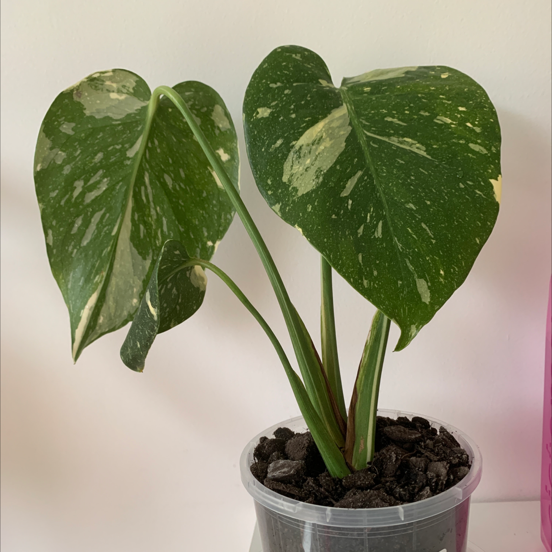 Thai Constellation Monstera plant with variegated leaves in a small pot with visible soil.
