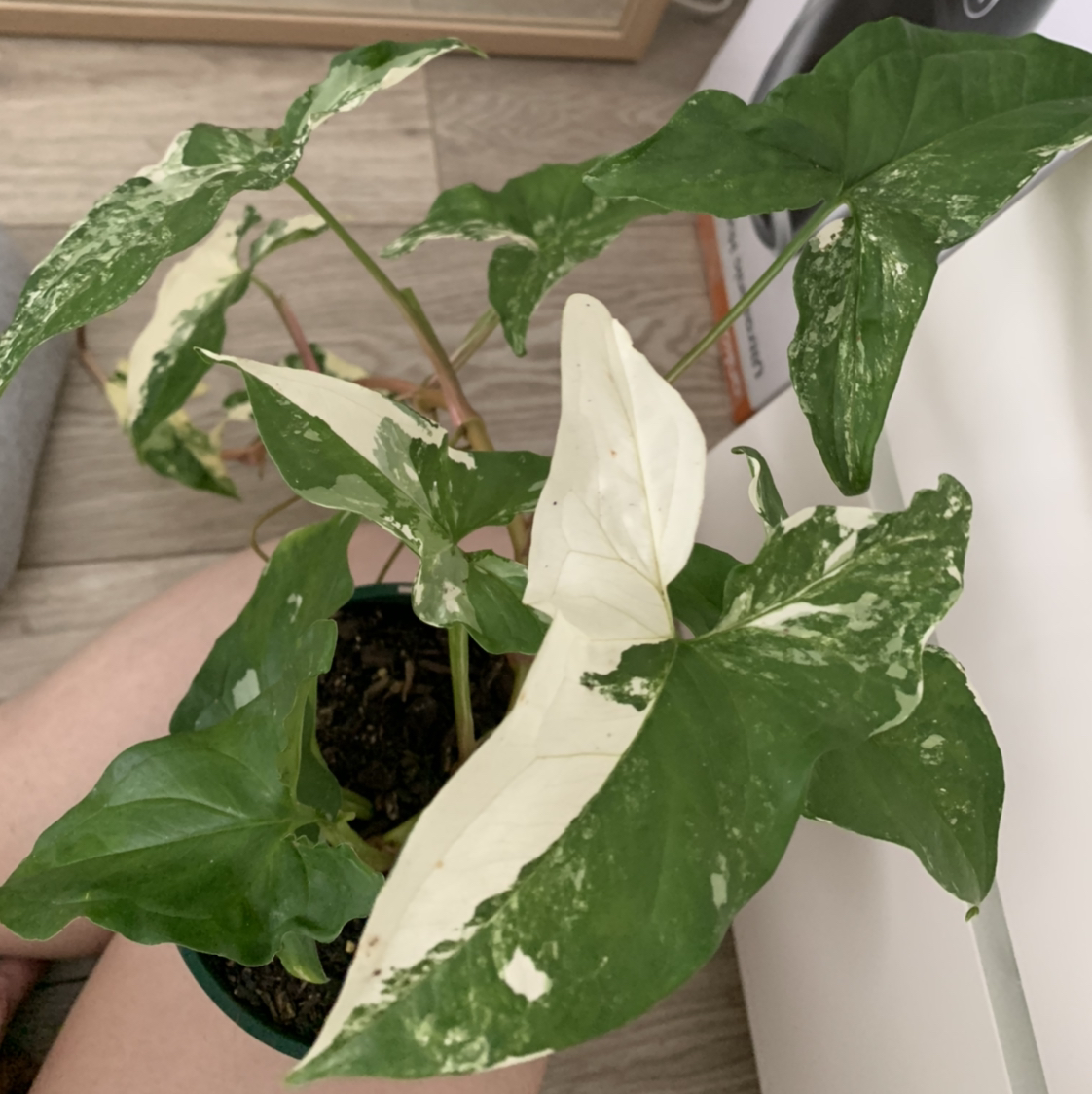 Photo of the plant species Variegated Arrowhead Vine by @Jojolim731 named Syngonium fantasy on Greg, the plant care app