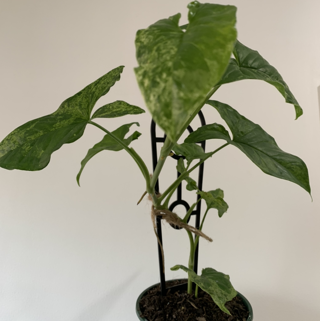 Photo of the plant species Syngonium podophyllum 'Mojito' by @Jojolim731 named Syngonium mojito on Greg, the plant care app