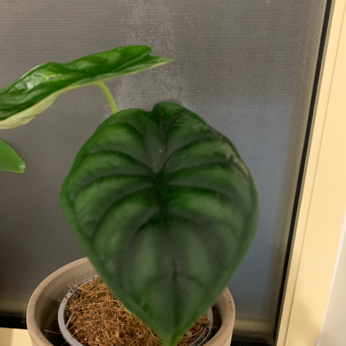 Potted Alocasia 'Dragon Scale' plant with prominent, textured green leaves near a window.