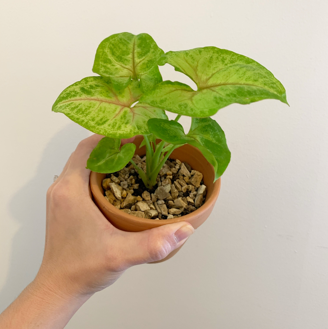 Photo of the plant species Syngonium 'Gold Allusion' by @Jojolim731 named Syngonium gold allusion on Greg, the plant care app