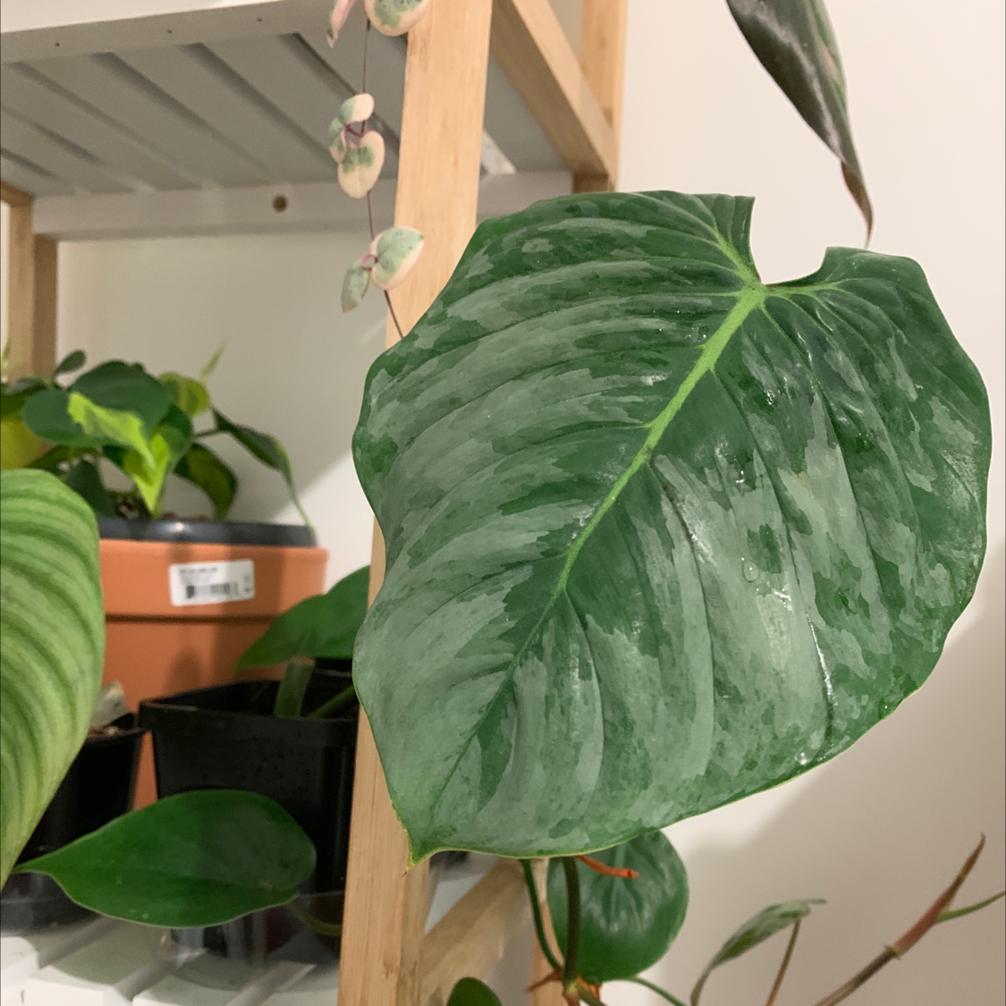 Photo of the plant species Philodendron sodiroi by @Jojolim731 named Philodendron Sodiroi on Greg, the plant care app