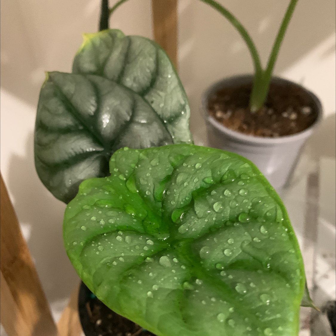 Photo of the plant species Alocasia Silver Dragon by @Jojolim731 named Alocasia silver dragon on Greg, the plant care app