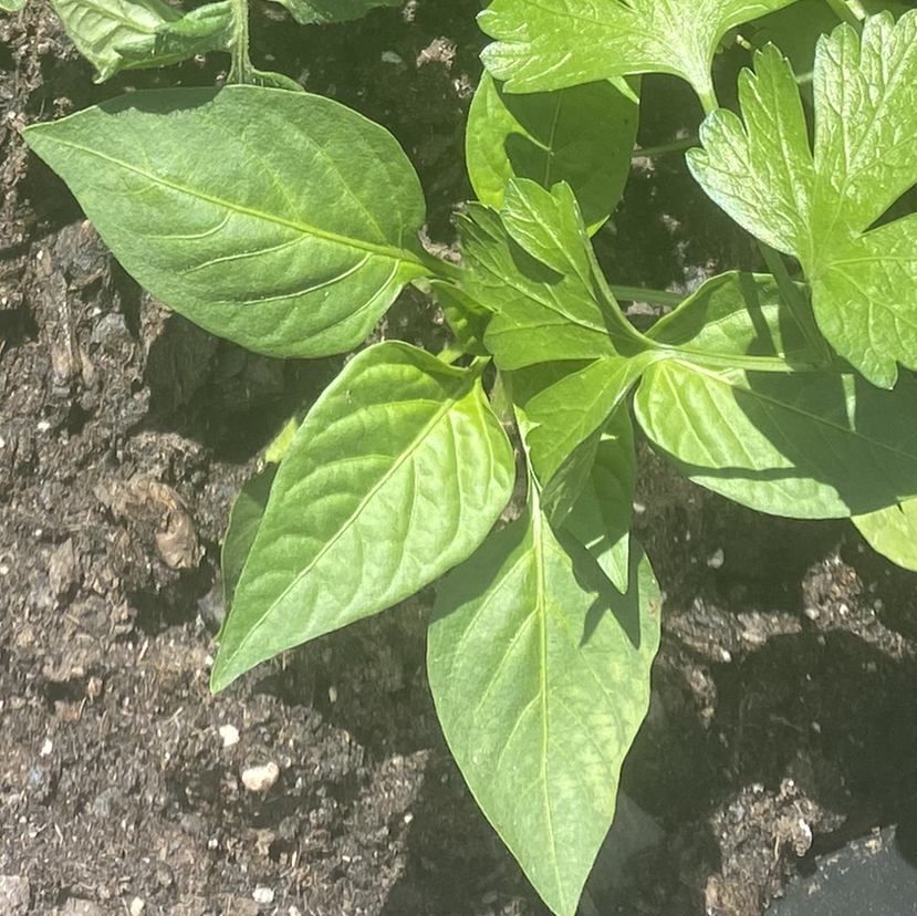 Pepper Plant plant photo by Chahd named Penny on Greg, the plant care app.