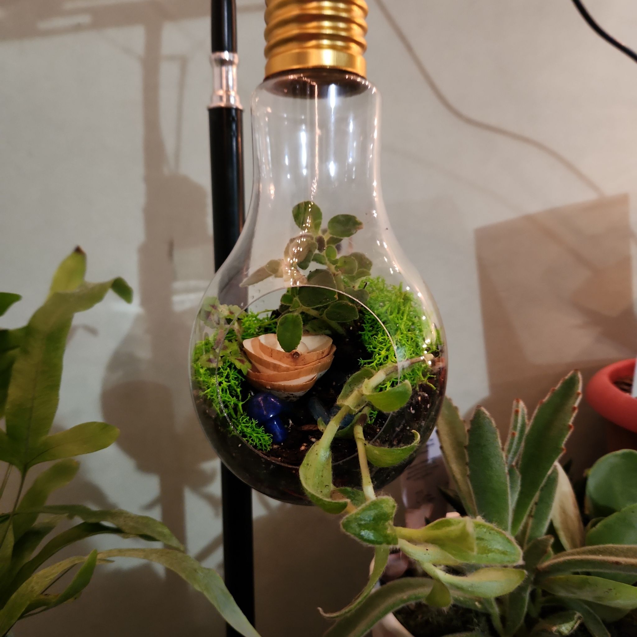 Felted Peperomia plant in a light bulb terrarium with visible soil and decorative elements.