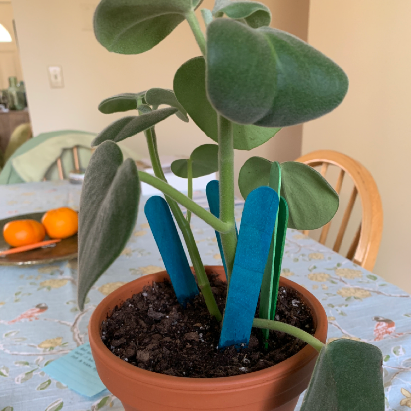 Felted Peperomia plant in a pot with visible soil, appearing healthy.