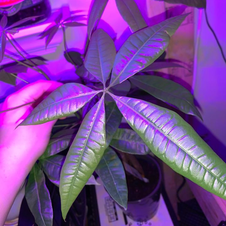 Money Tree plant photo by @ItzJustZzz named Daphne on Greg, the plant care app.