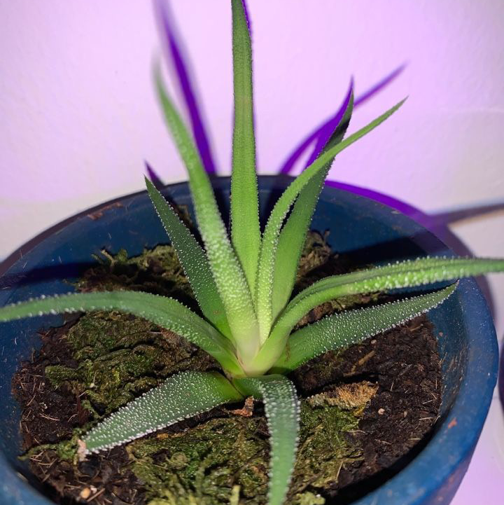 Zebra Plant plant photo by @ItzJustZzz named Flinn on Greg, the plant care app.