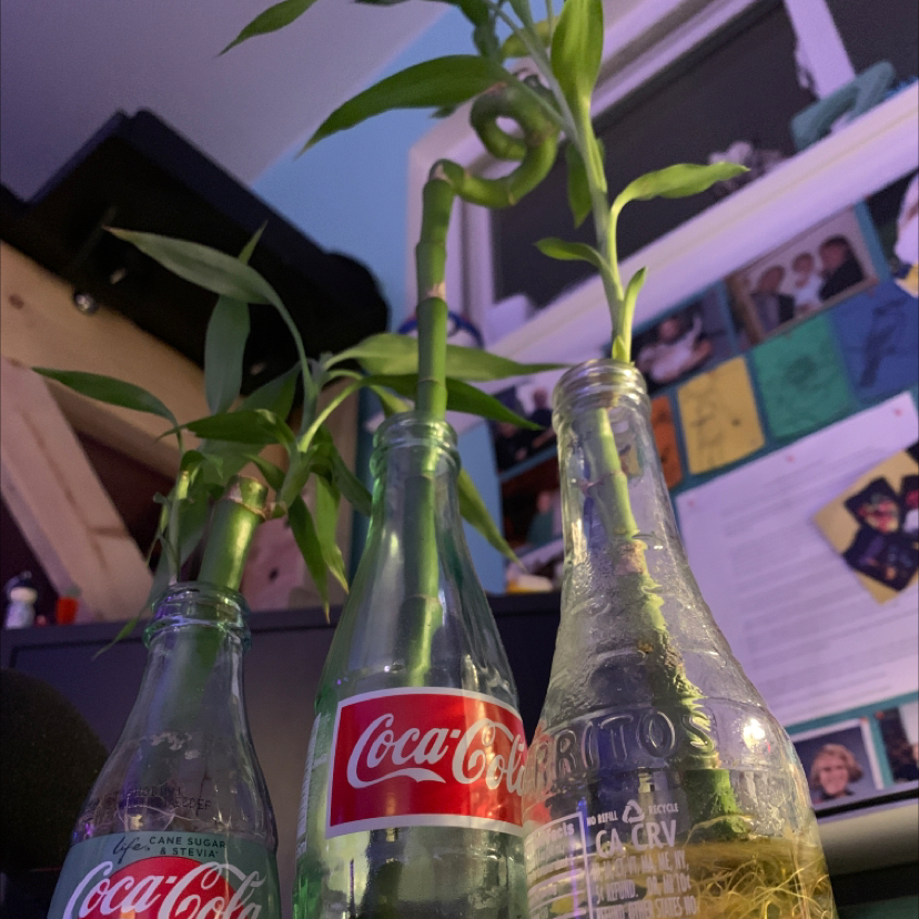 Lucky Bamboo plant photo by @ItzJustZzz named Denis, Danny, and David on Greg, the plant care app.