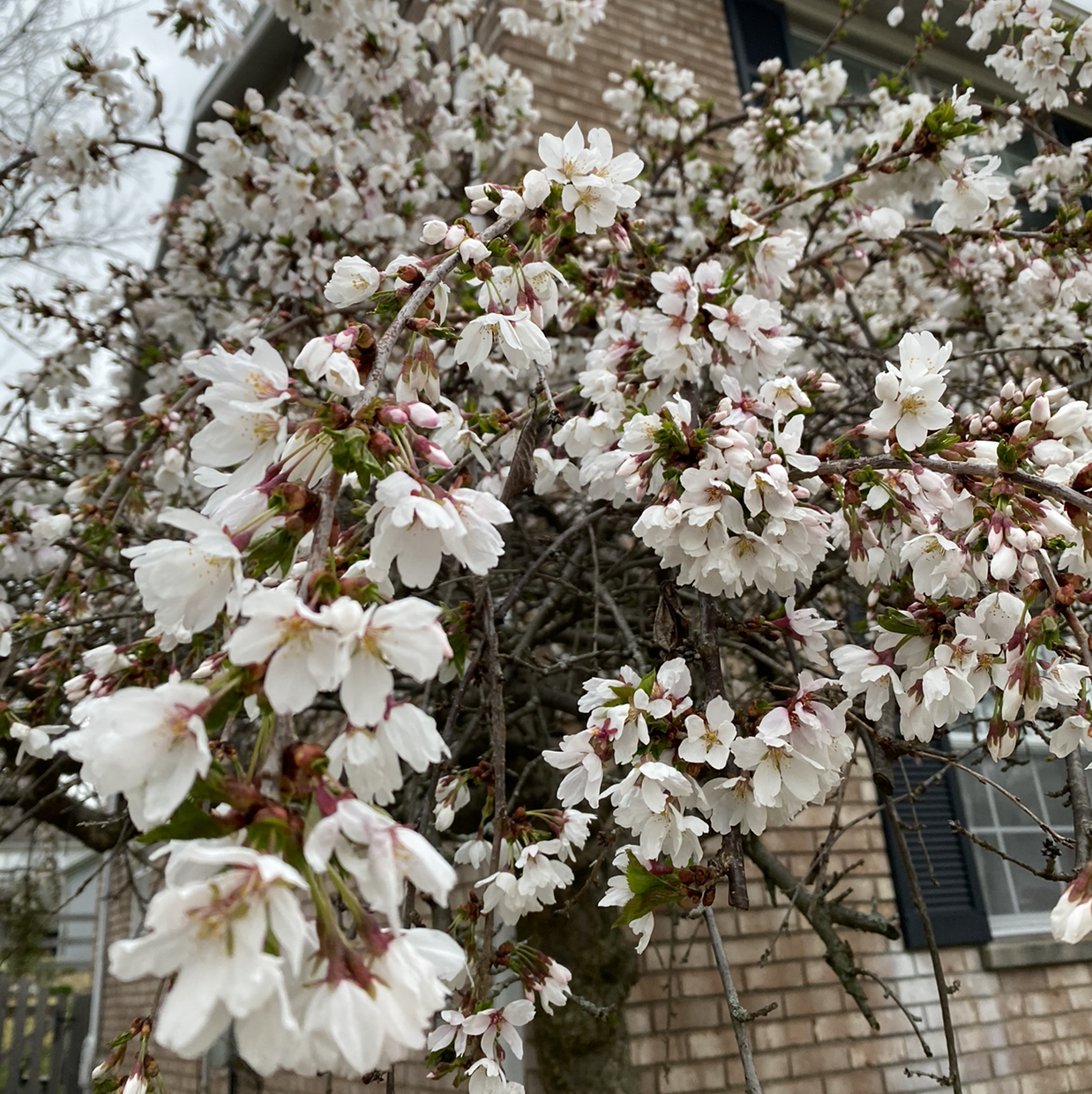 Photo of the plant species Weeping Cherry by @gdunks named Weeping cherry on Greg, the plant care app