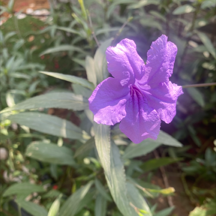 Mexican Bluebell with a prominent purple flower and healthy green leaves.